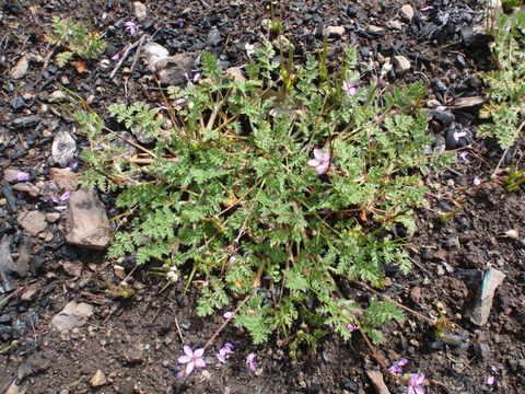 Imagem de Erodium cicutarium (L.) L'Her.