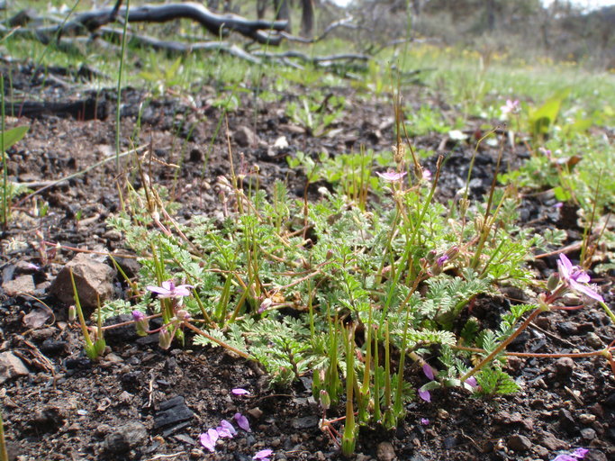 Image of Common Stork's-bill