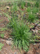 Plancia ëd Festuca californica Vasey