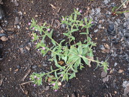 Image of slender phlox