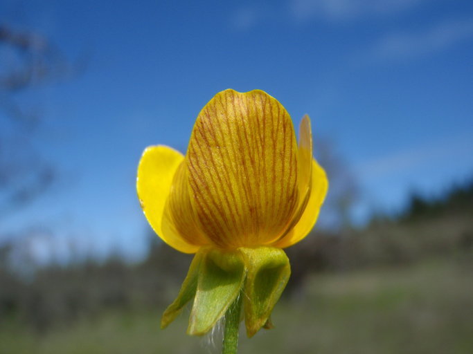 Image of <i>Ranunculus austro-oreganus</i>