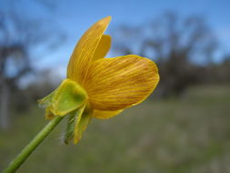 Image of <i>Ranunculus austro-oreganus</i>