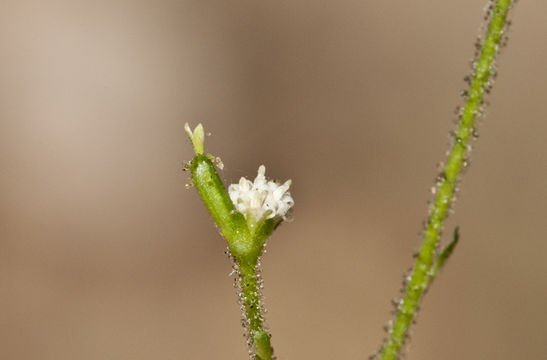 Adenocaulon bicolor Hook. resmi