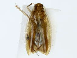 Image of Nocticolidae