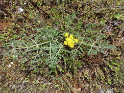 Image of common lomatium