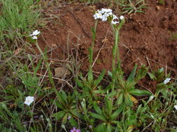 Plancia ëd Plagiobothrys nothofulvus (A. Gray) A. Gray