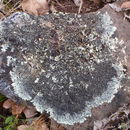 Image of Colorado xanthoparmelia lichen