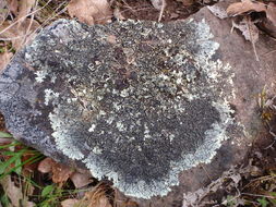 Image of Colorado xanthoparmelia lichen