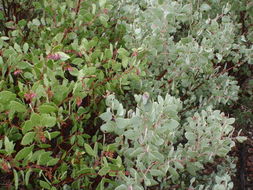 Image de Arctostaphylos patula Greene