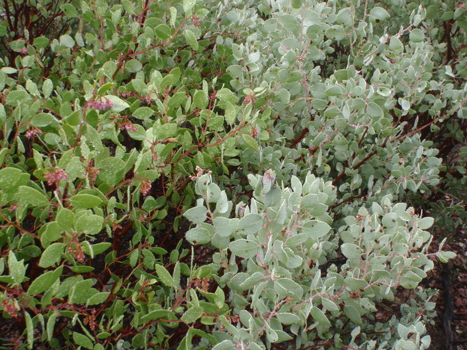 Imagem de Arctostaphylos patula Greene