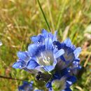 Image of Northern Gentian