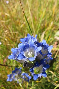 Image de Gentiana affinis Griseb.