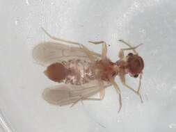 Image of Pararchipsocinae