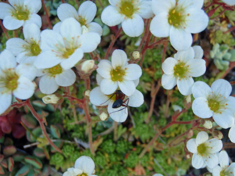 Слика од Saxifraga cespitosa L.