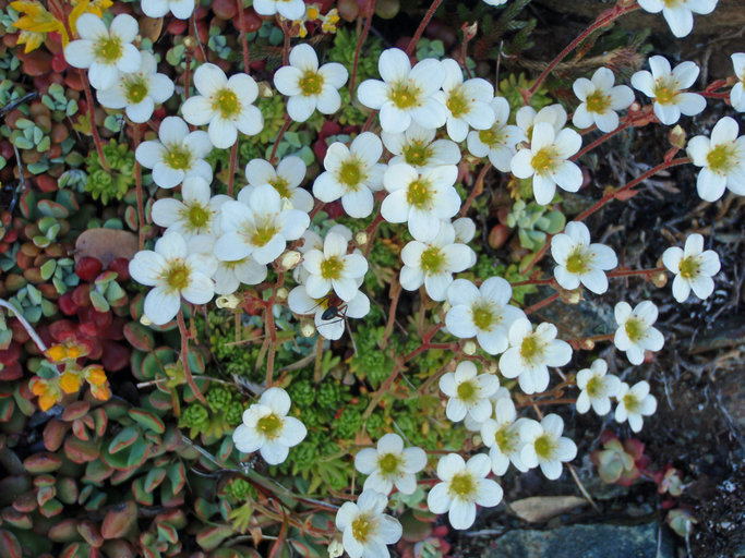 Слика од Saxifraga cespitosa L.