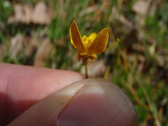 Image of <i>Ranunculus austro-oreganus</i>