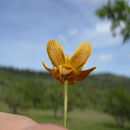 Image of <i>Ranunculus austro-oreganus</i>