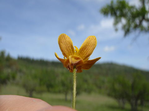 Imagem de <i>Ranunculus austro-oreganus</i>