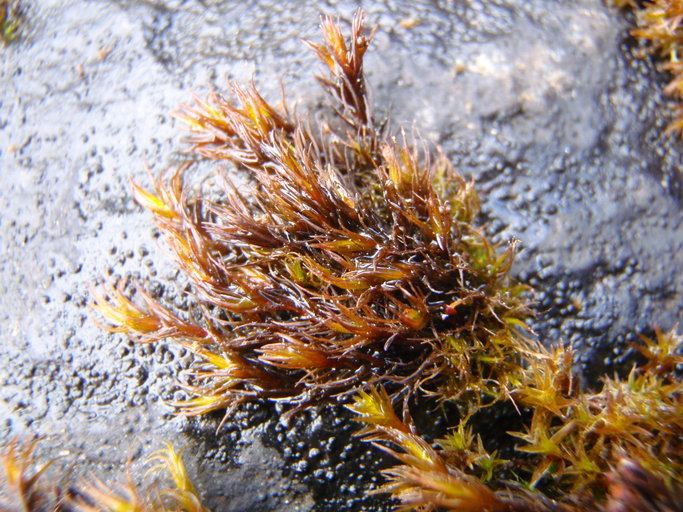 Image of schistidium moss