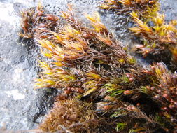 Image of schistidium moss