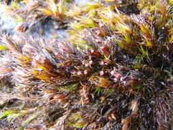 Image of schistidium moss