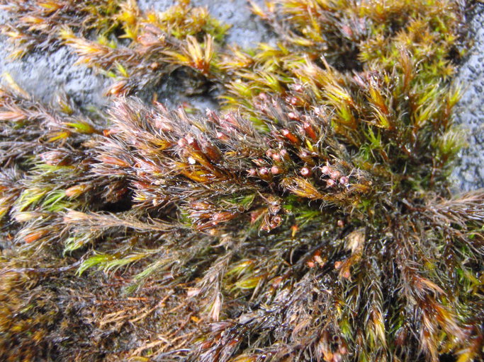 Image of schistidium moss