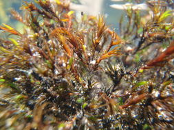 Image of schistidium moss