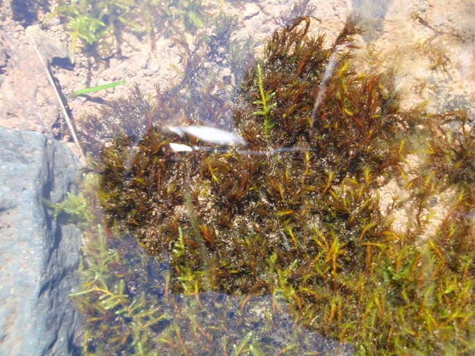 Image of schistidium moss