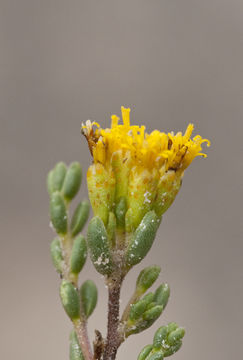 Image de Strotheria gypsophila B. L. Turner