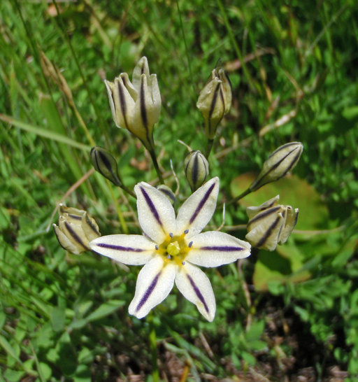 Image of Henderson's triteleia