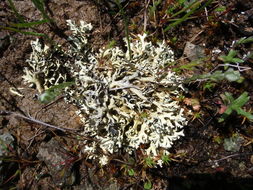 Image of Wyoming xanthoparmelia lichen