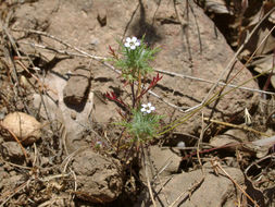 Image of Tehama pincushionplant