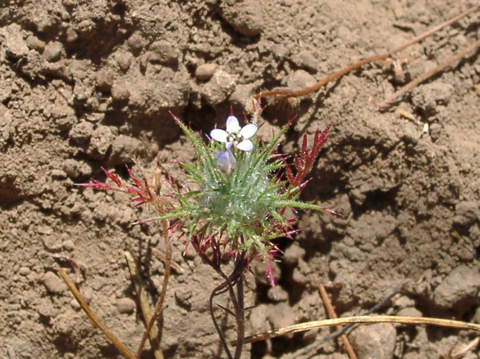 Image of Tehama pincushionplant