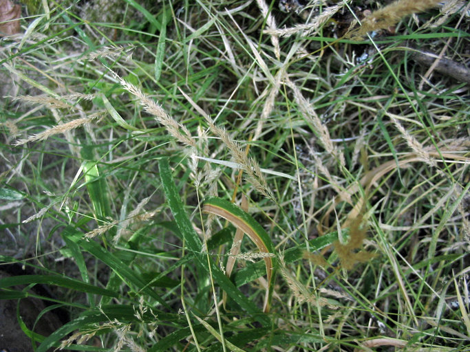 Image de Polypogon interruptus Kunth