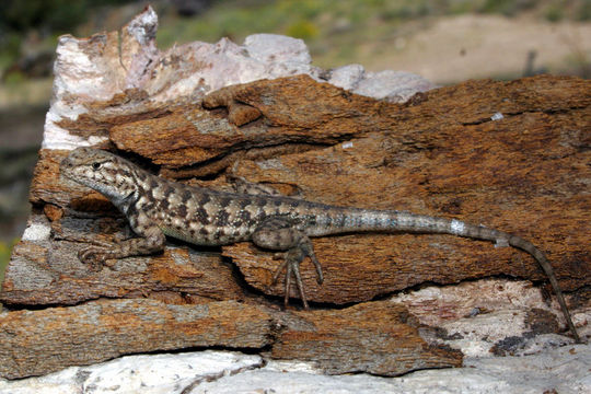 Image of Common Sagebrush Lizard