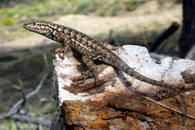 Image of Common Sagebrush Lizard