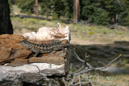 Image of Western Fence Lizard