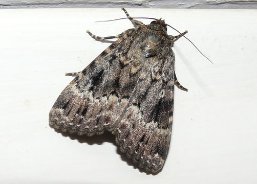Image of copper underwing