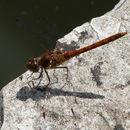 Imagem de Sympetrum striolatum (Charpentier 1840)