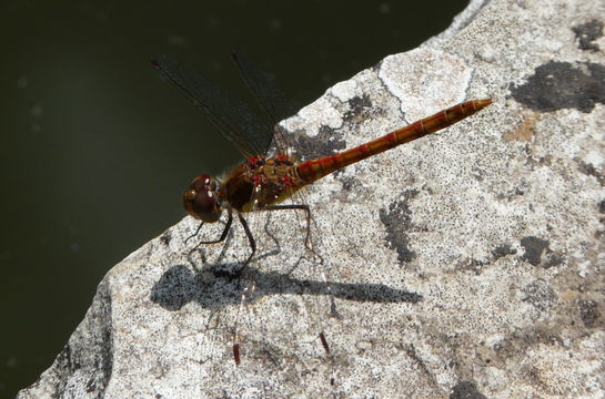 Sympetrum striolatum (Charpentier 1840) resmi