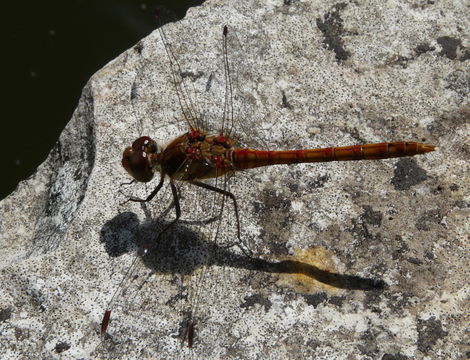 Image of Common Darter