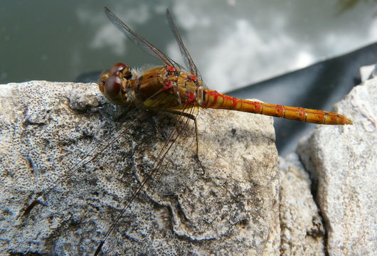 Image of Common Darter