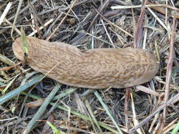 Image de Laevicaulis natalensis (F. Krauss 1848)