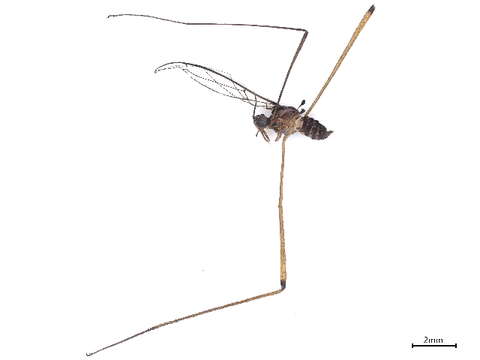 Image of Blepharicerinae