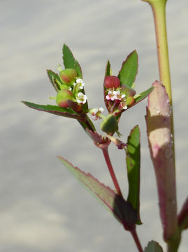 Plancia ëd Euphorbia nutans Lag.