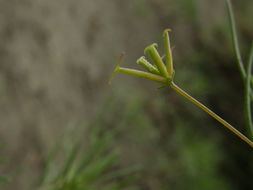 Image of pitchfork