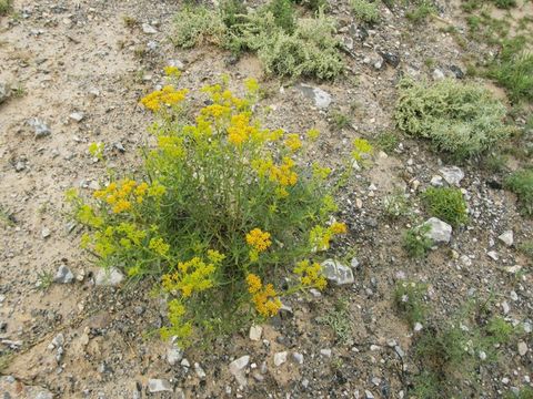 Image of Flaveria oppositifolia (DC.) Rydb.