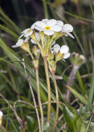 Image of Androsace obtusifolia All.