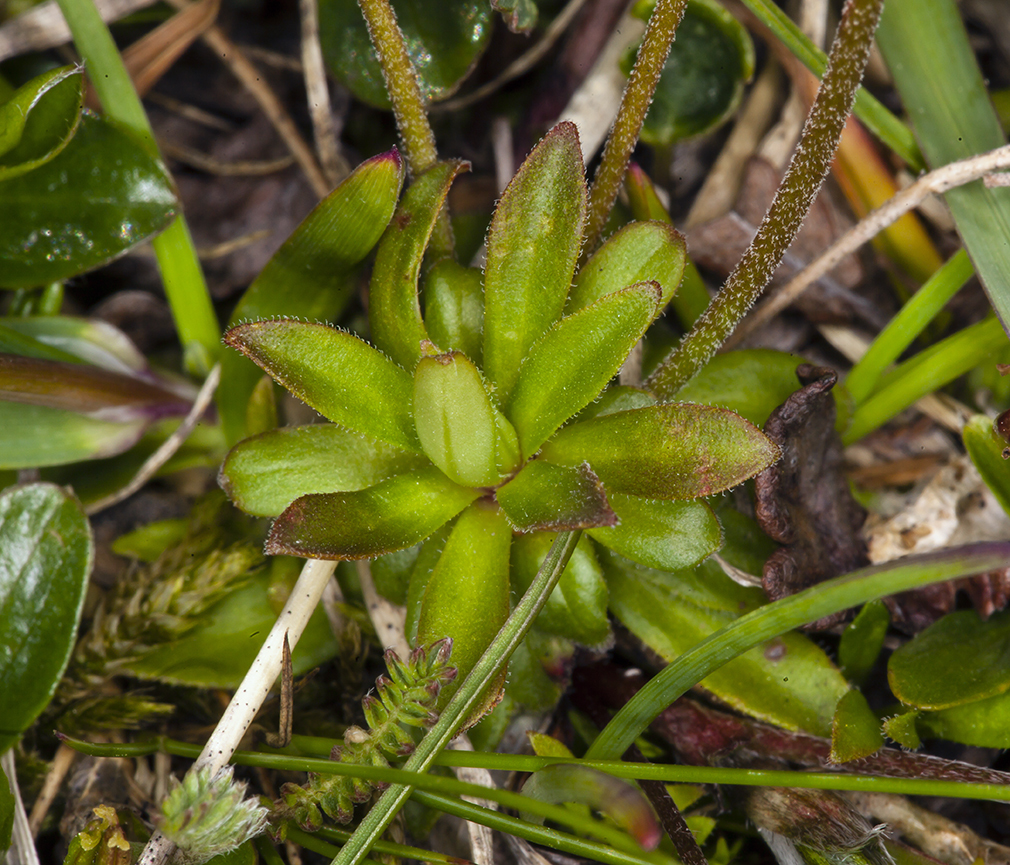 Image of Androsace obtusifolia All.