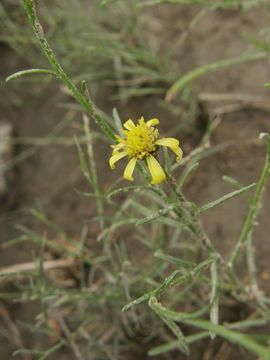 Image of sticky snakeweed